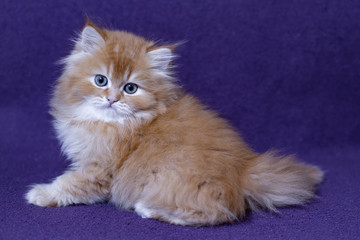 Red Scottish kittens