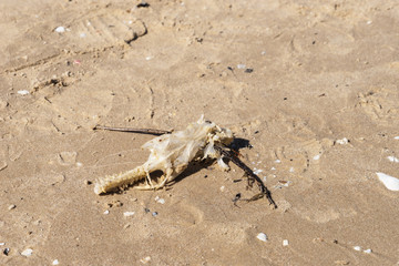 Dead fish on the sand beach. Baltic sea