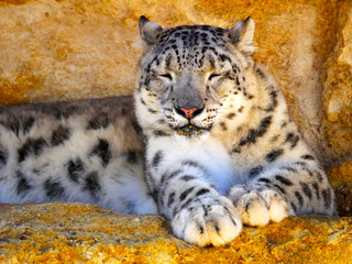 Panthère des neiges
