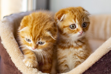 Red Scottish kittens