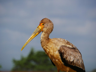 Obraz premium Oiseau