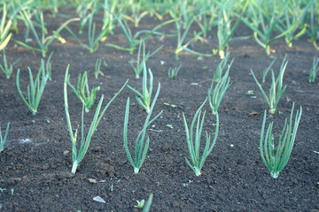 Garden with green onions.
