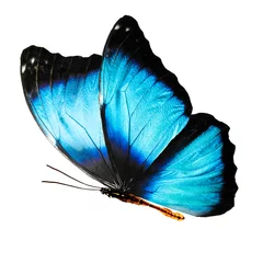 Papier Peint photo Papillon belles ailes d& 39 un papillon bleu isolé sur fond blanc