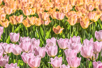 Tulips in pastel colors in the botanical garden.