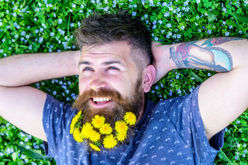Naklejka premium Breeziness concept. Bearded man with dandelion flowers in beard lay on meadow, grass background. Guy with dandelions in beard relaxing, top view. Man with beard on smiling face put hands behind head.