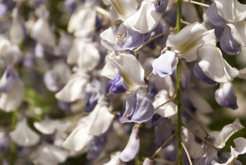 Flowering wisteria. Close up. Spring blooming background.