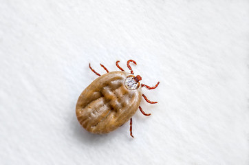 Encephalitis Virus or Lyme Disease Infected Tick Arachnid Insect Pest Crawling on White Background