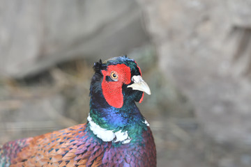pheasant head and beak macro portrait close up