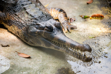 Crocodile , thailand