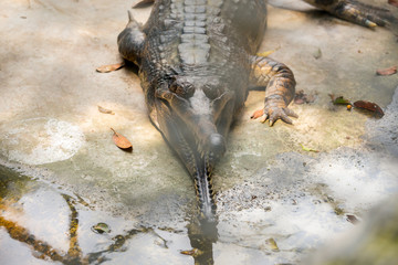 Crocodile , thailand