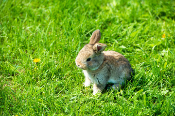 Cute rabbit with flower dandelion sitting in grass. Animal nature habitat, life in meadow. European rabbit or common rabbit.