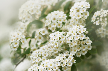 Flowering branch with white spring flowers. Spring flowers background.