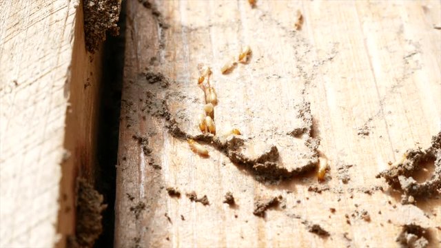 Group of termites on a surface of wooden board are enjoy eating wood as extravagantly.