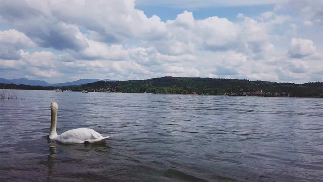 swan swims in the lake - aerial view from 4k drone - shot on Lago Maggiore (Italy)