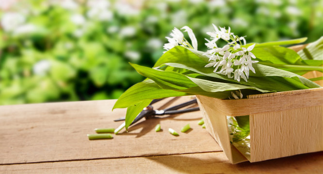 Freshly Picked Wild Garlic For The Kitchen