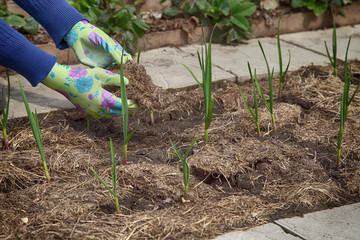 Garlic grows in the garden under mulch from dry grass. The gardener in gloves is laying the raw...