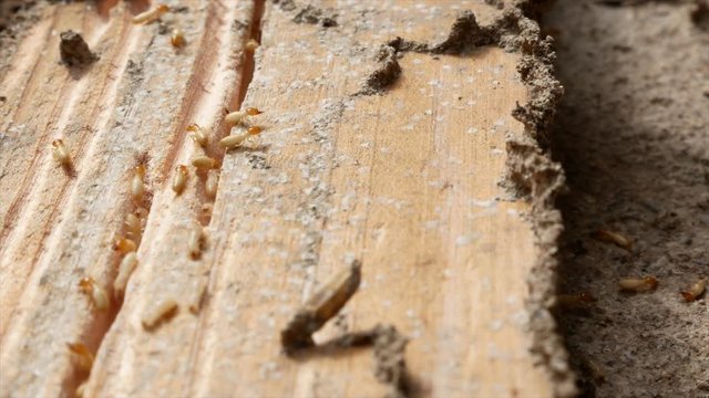 Group of termites on a surface of wooden board are enjoy eating wood as extravagantly.