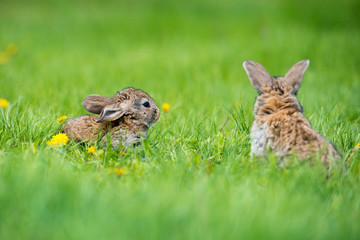 Cute rabbit with flower dandelion sitting in grass. Animal nature habitat, life in meadow. European rabbit or common rabbit.