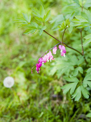 Jardin fleuri au Printemps 