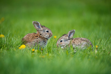 Cute rabbit with flower dandelion sitting in grass. Animal nature habitat, life in meadow. European rabbit or common rabbit.