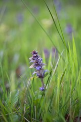 kwitnąca dzika mięta © agnieszkalll