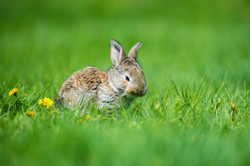 Cute rabbit with flower dandelion sitting in grass. Animal nature habitat, life in meadow. European rabbit or common rabbit.