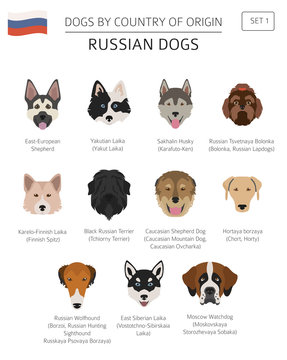Dogs by country of origin. Russian dog breeds. Infographic template