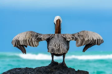 Fototapete Blauer Himmel Brauner Pelikan auf einem Felsen, Insel Isabela, Galapagos, Ecuador