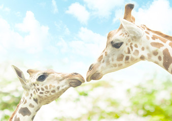 Baby giraffe with lovely mom 