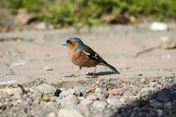 Fringilla coelebs in the garden on a beautiful sunny day