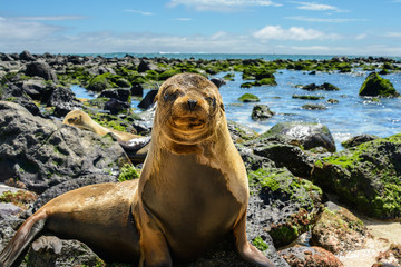 Fototapeta premium Mała foka na plaży Mann, wyspa San Cristobal, Ekwador