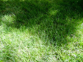 Photo of a green grass.