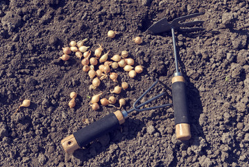 Two gardening tools and onion sets above the soil