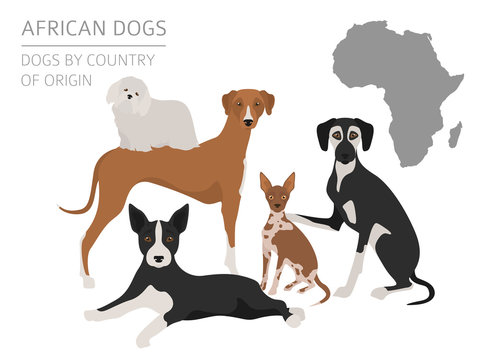 Dogs by country of origin. African dog breeds. Infographic template