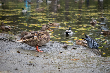 Mallard (Anas platyrhynchos) standing on the shore, female wild duck outside the water