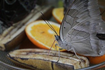 Schmetterling saugt an Obst