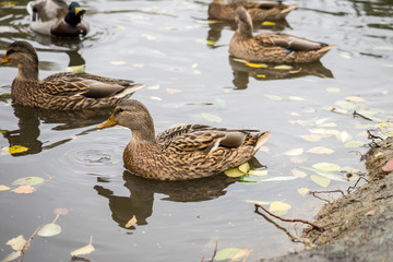 Flock of Mallard Ducks and Drakes Swimming in a pond of a cozy city square.