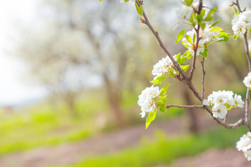 Cherry blossoms over blurred nature background