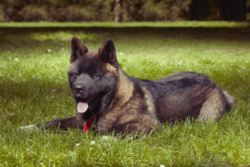 Young male puppy of American Akita dog about six months old