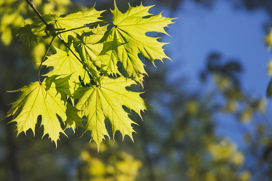 кленовые листья на ветви, освещенные солнечным светом