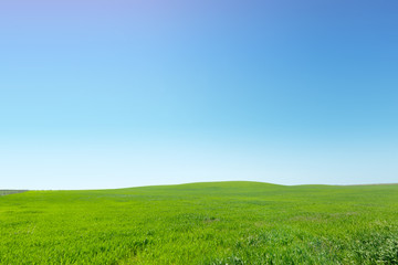 Fototapeta premium beautiful Green field