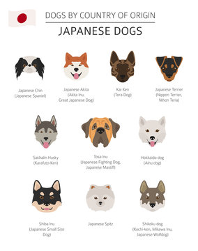 Dogs by country of origin. Japanese dog breeds. Infographic template
