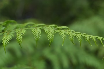 Closeup of a moist native fern background
