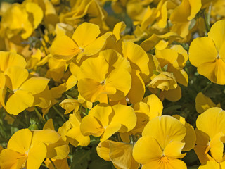 Gelbe Hornveilchen, Viola cornuta