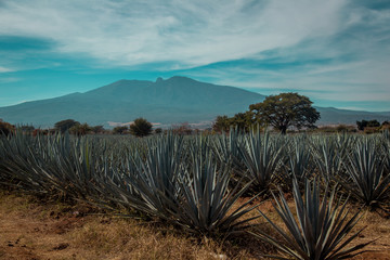 Tequila, Jalisco