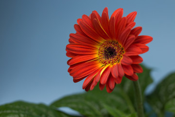 An orange gerbera with an open flower (Gerbera twister). The plant has many green leaves and blue backgrounds.
