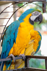Cute bright colorful parrot.View of wild macaw parrot.