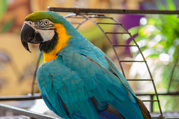 Cute bright colorful parrot.View of wild macaw parrot.