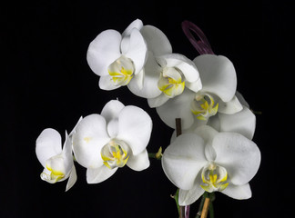 Fototapeta na wymiar Beautiful white orchid on a black background