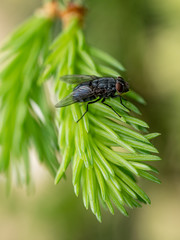 Black fly with silvery blue wings, close-up, sits on green branches of coniferous tree